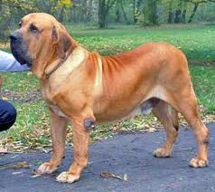 Fila Brasileiro
